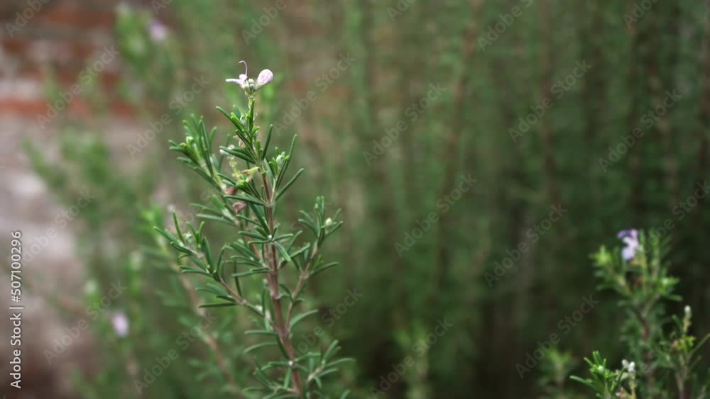 Rosemary Plant With Flower In The Garden. - close up Rosemary Plant With Flower In The Garden. - close up