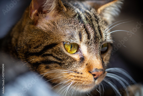 Sguardo gatto di razza mista. occhi gialli, macro