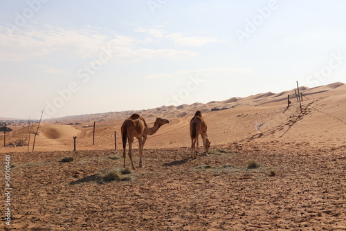 Wahiba Desert  Oman. 19-01-2022. 2 camels in the desert.