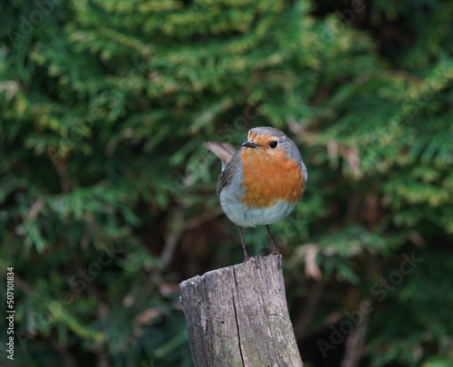 robin in the garden,rotkehlchen im garten photo