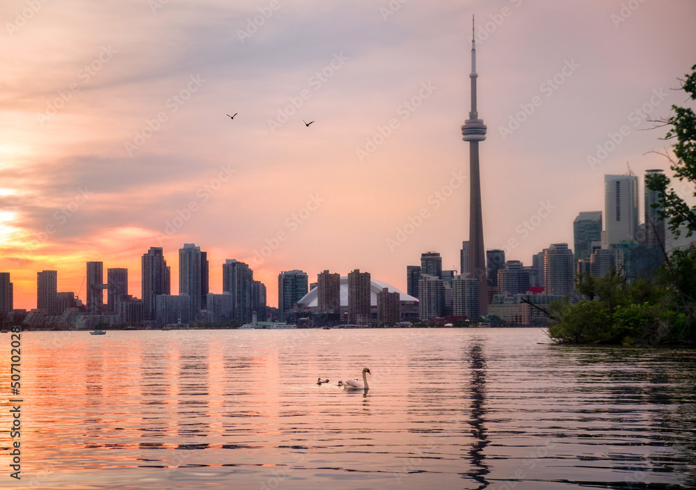 Summer sunset view from Toronto Islands across the Inner Harbour of the Lake Ontario on Downtown Toronto skyline with swans in the foreground