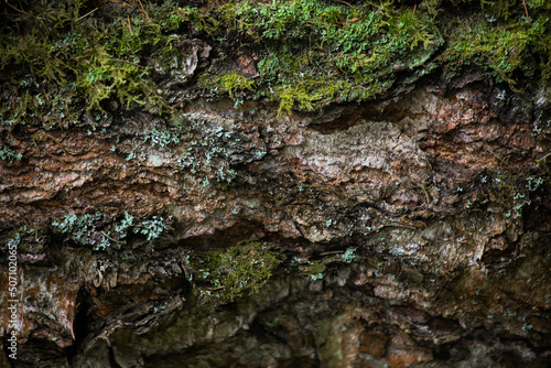 green wet moss on the wet brown bark of a tree. background, pattern