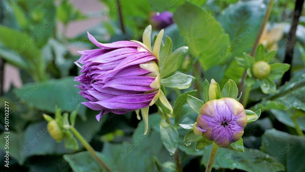 Beautiful flowers of Dahlia pinnata also known as Pinnate, Hypnotica