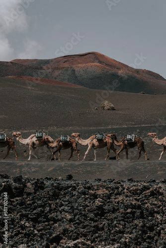 Kamele in der Vulkanlandschaft von Timanfaya - Lanzarote Insel 2 photo