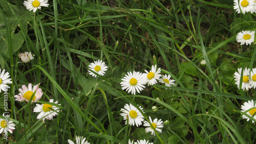little daisies in the grass