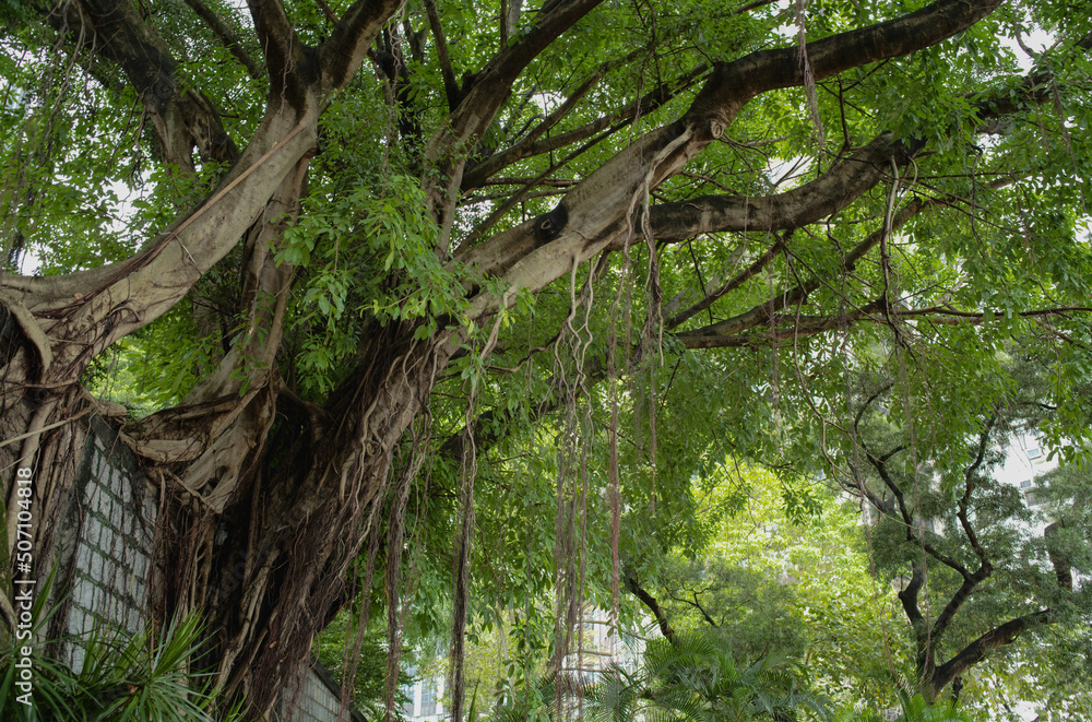 Obraz premium tree in the woods