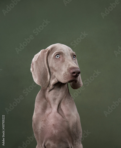 weimaraner puppy on a green canvas background. Funny dog in the studio