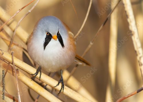 Bearded reedling, Panurus biarmicus photo