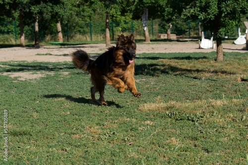 Beautiful running young old german shepherd dog on an offleash dog park at Lacroix Laval park near Lyon, France photo