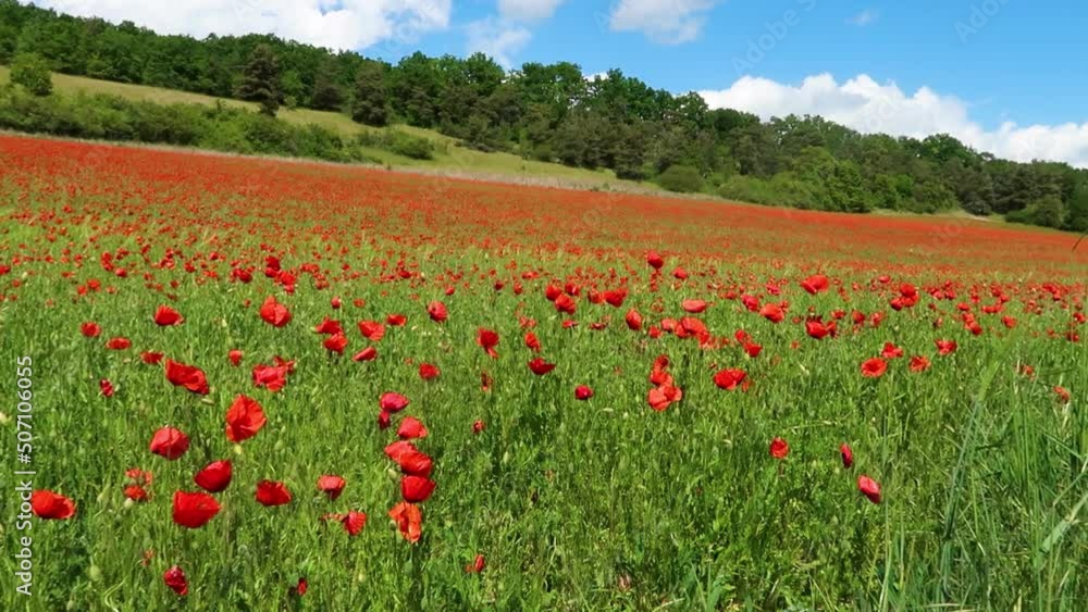 Poppy field in the French countryside near Paris - Poppies waving in the wind on a sunny day. Poppy field in the French countryside near Paris - Poppies waving in the wind on a sunny day.