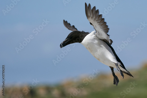 Razorbill (Alca torda) coming in to land on the coast of Great Saltee Island off the coast of Ireland. © JeremyRichards