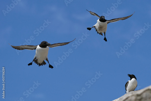 Razorbill (Alca torda) coming in to land on the coast of Great Saltee Island off the coast of Ireland.