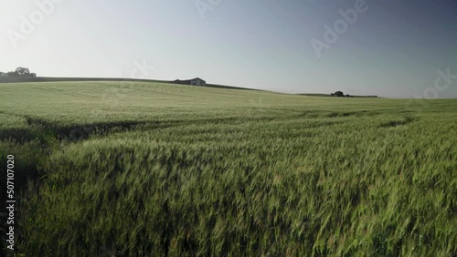 Wallpaper Mural Green wheat growing in vast farmland field on windy spring day, Pan Right Torontodigital.ca