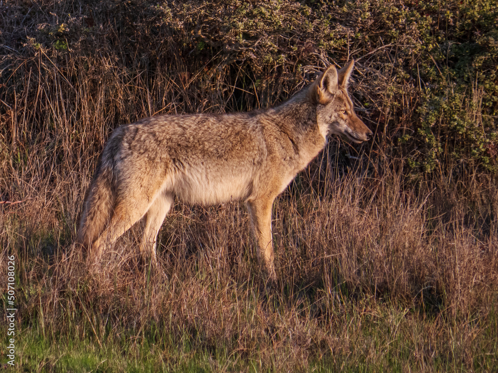Obraz premium Coyote in field looking towards right, Point Reyes CA