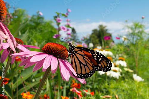 Beautiful Monarch Butterfly pollinates flowers in colorful botanical garden during migration