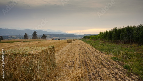 morning in the field