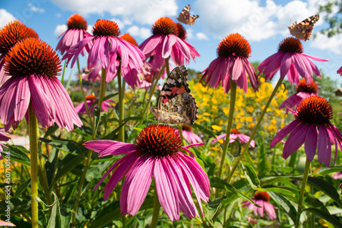 Slika na platnu Painted Lady Butterflies pollinate pretty pink flowers in beautiful botanical ga