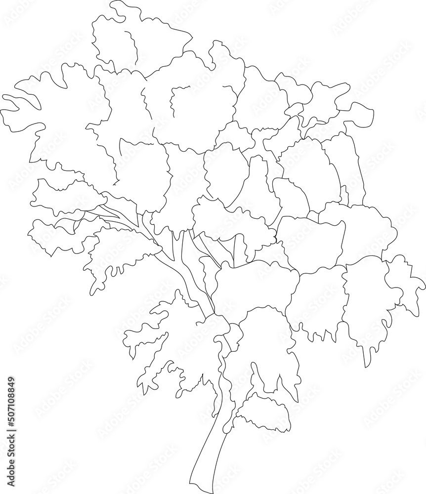 Flat vector tree silhouette. Line art sketch of a tree. Vegetation illustration.