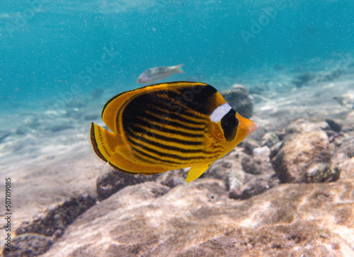Racoon Butterflyfish. Red Sea, Egypt