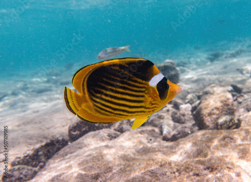 Obraz na plátně Racoon Butterflyfish. Red Sea, Egypt