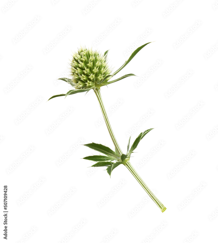 Set of flower and leaves of eryngium isolated Set of flower and leaves of eryngium isolated