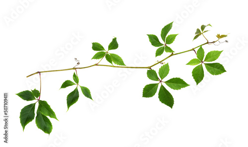 Parthenocissus twig (wild grape) with green leaves isolated