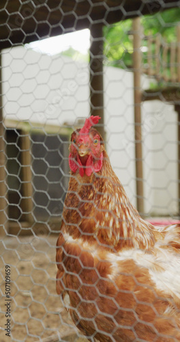 Vertical image of chicken seen through fence in enclosure in farm