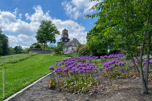 Patch of blooming Giant Onions in Public Park Nordpark in Wuppertal photo