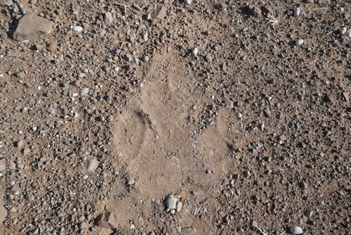 Rhino prints in the sand