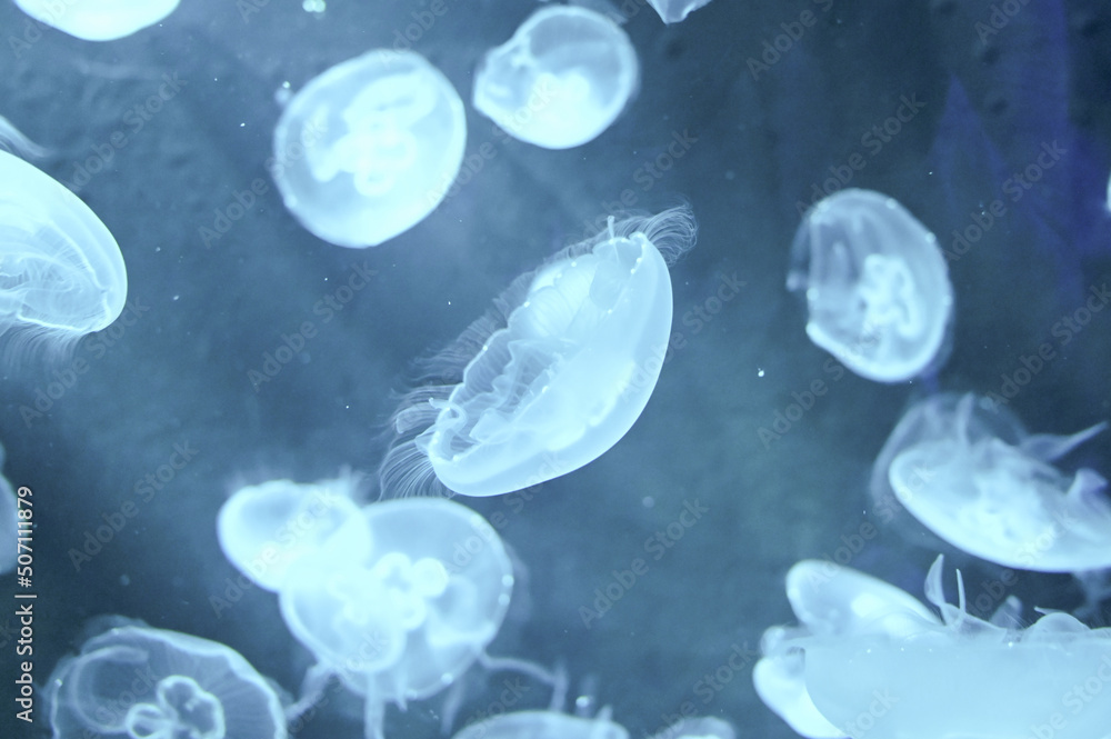 Aurelia aurita also called moon jellyfish, moon jelly or saucer jelly swimming in Aquarium jelly fish tank Aurelia aurita also called moon jellyfish, moon jelly or saucer jelly swimming in Aquarium jelly fish tank