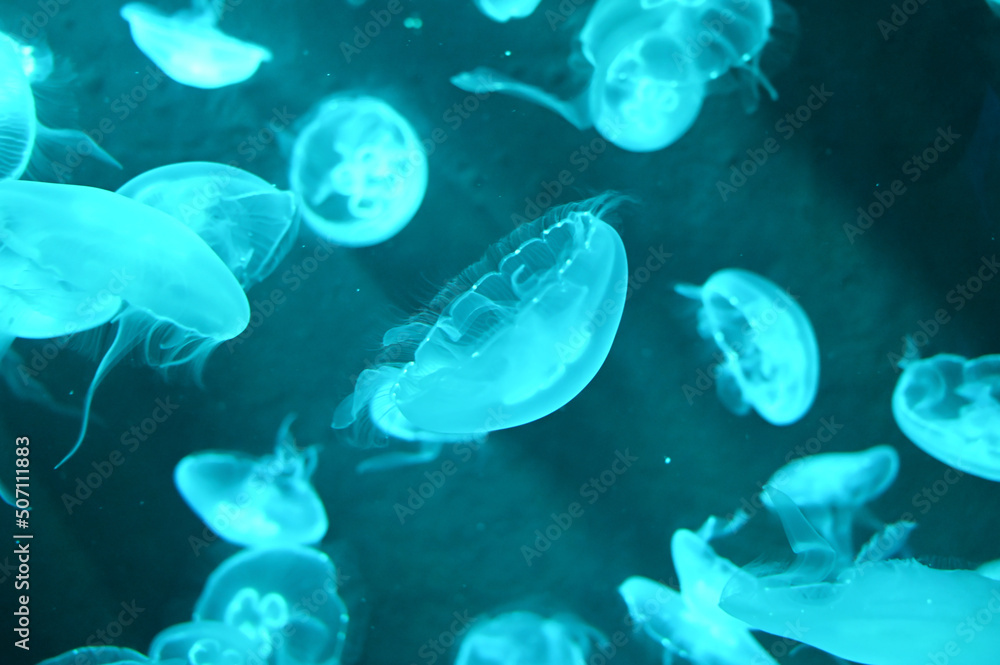 Fototapeta premium Aurelia aurita also called moon jellyfish, moon jelly or saucer jelly swimming in Aquarium jelly fish tank