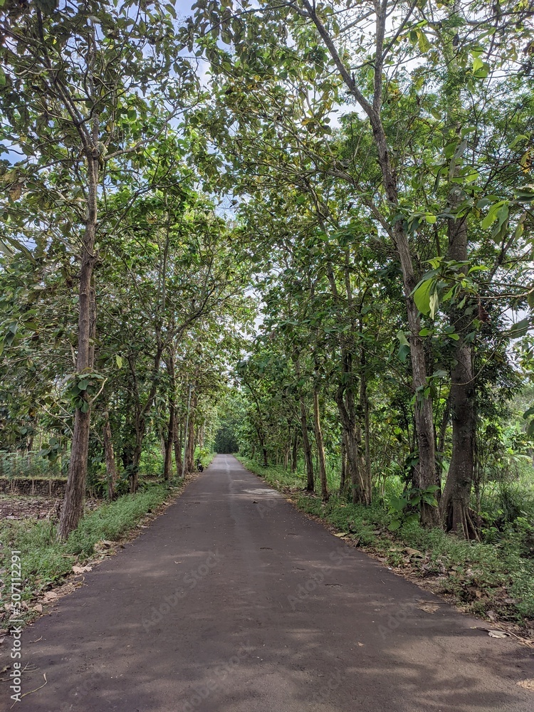 road in the woods