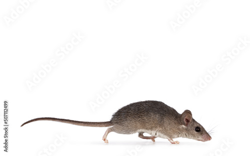 Cute Cairo spiny mouse aka acomys cahirinus, standing side ways with one paw in mouth. Isolated on a white background. photo