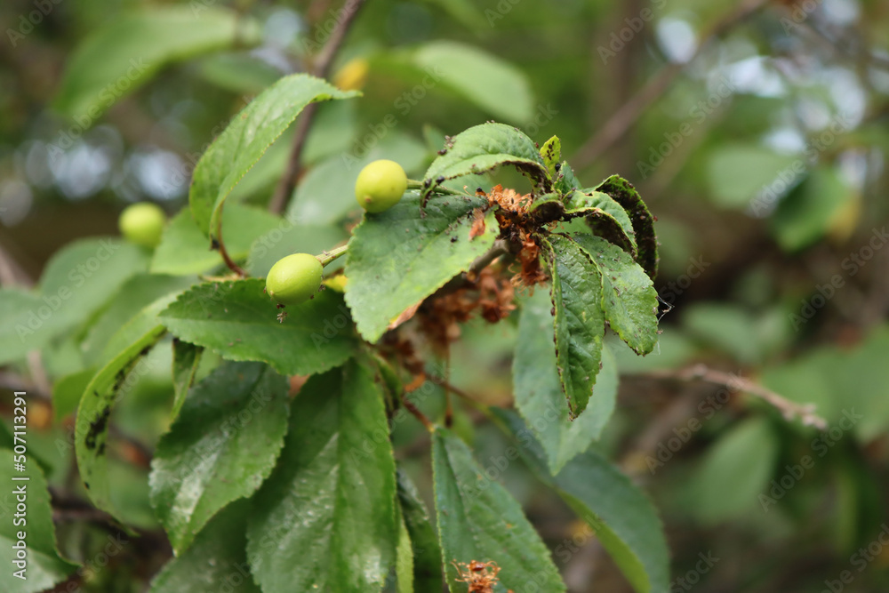 Black aphids infestation on green sour cherry leaves in the orchard on springtime. Aphids on Prunus cerasus tree Black aphids infestation on green sour cherry leaves in the orchard on springtime. Aphids on Prunus cerasus tree