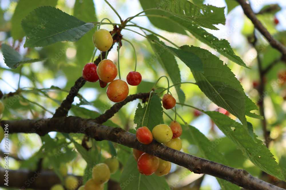 Drought damage on red cherry fruits on branches. Prunus avium tree with damaged fruits Drought damage on red cherry fruits on branches. Prunus avium tree with damaged fruits