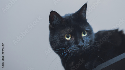 muzzle black beautiful young cat with yellow eyes