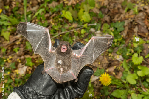 Photography An Animal Control Officer inspecting the wings of a Silver-haired bat for injury