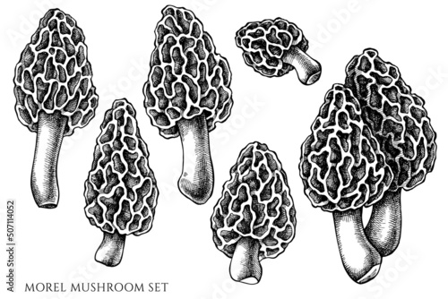 Vector set of hand drawn black and white morel mushroom photo