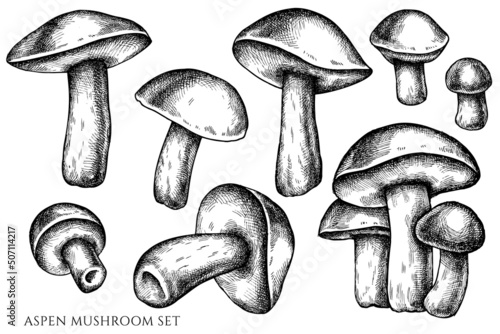 Vector set of hand drawn black and white aspen mushroom