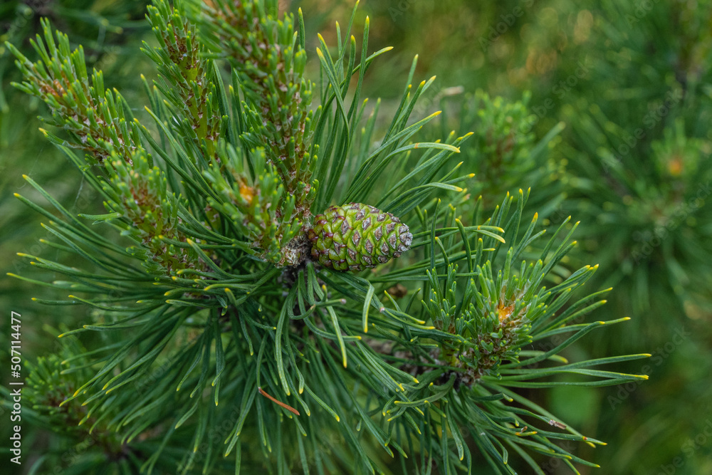 Pinus mugo Ophir with last year's green cone on branch against blurred dark green background. Close-up. Green dwarf mountain pine with golden tips on needles.Nature concept for design. Selective focus Pinus mugo Ophir with last year's green cone on branch against blurred dark green background. Close-up. Green dwarf mountain pine with golden tips on needles.Nature concept for design. Selective focus