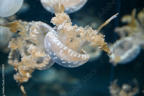 White spotted jellyfish also known as Phyllorhiza punctata, floating bell, Australian spotted jellyfish, brown jellyfish or the white-spotted jellyfish swimming in aquarium jelly fish tank