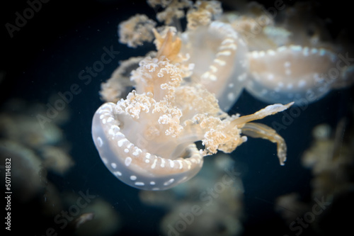 White spotted jellyfish also known as Phyllorhiza punctata, floating bell, Australian spotted jellyfish, brown jellyfish or the white-spotted jellyfish swimming in aquarium jelly fish tank