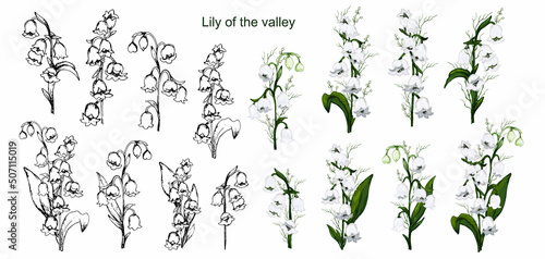 hand-drawn set with lily of the valley flowers, primroses. realistic bouquets isolated on a white background. Botanical elements for postcards, decor, cards,  paper. vintage style.