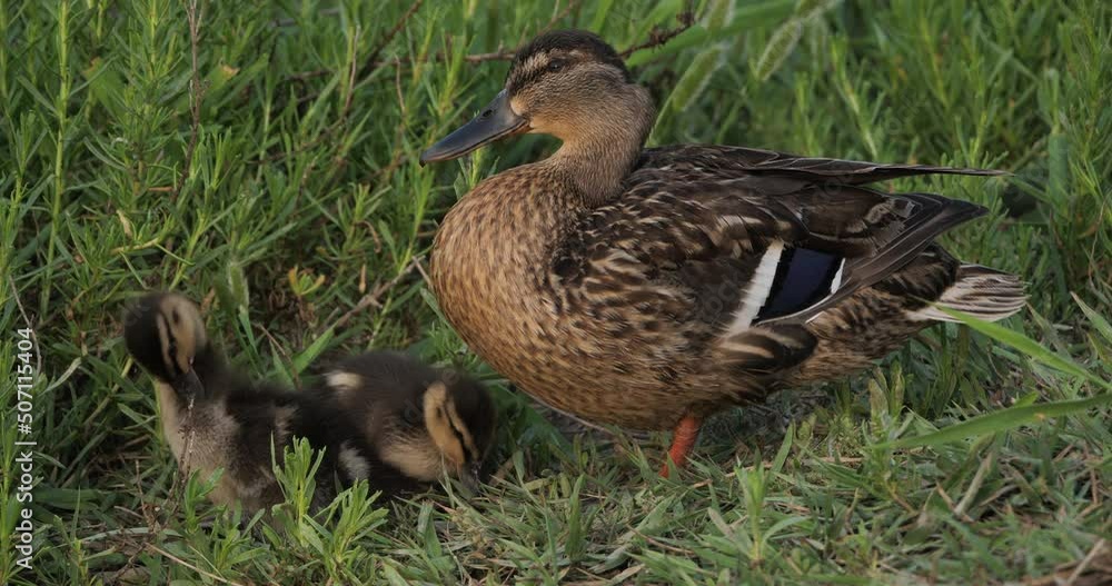 Couple of duck mallard with duckling Couple of duck mallard with duckling
