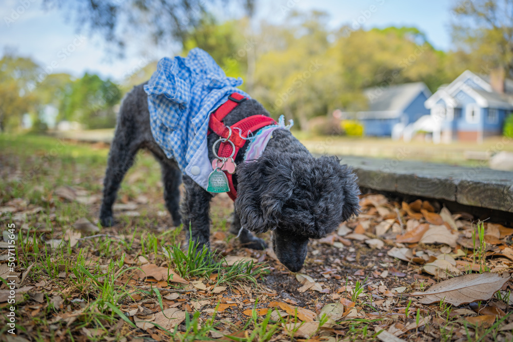 Poodle Poodle
