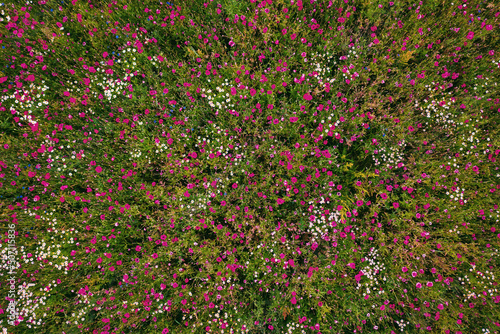 Fototapeta Naklejka Na Ścianę i Meble -  View above on flowers field of blooming poppies