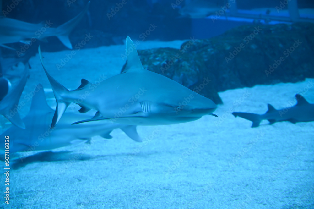 Obraz premium Big Sharks swimming in Aquarium Shark Fish Tank