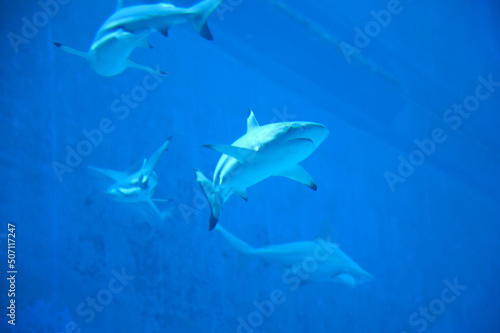 Big Sharks swimming in Aquarium Shark Fish Tank © Azad Jain