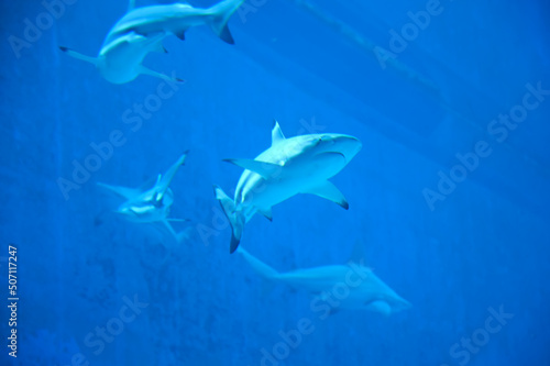 Big Sharks swimming in Aquarium Shark Fish Tank