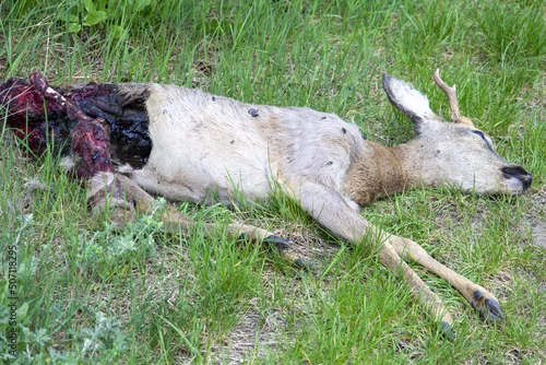Fototapeta samoprzylepna Zagryziona i porzucona przez wilki młoda sarenka